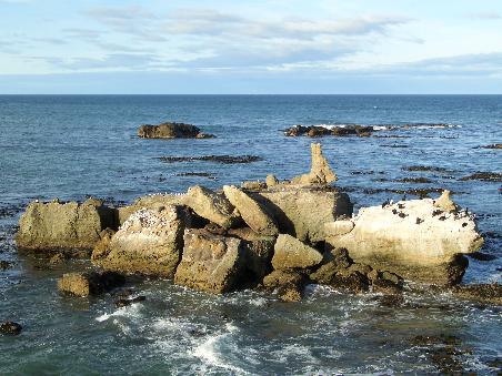 Am Shag Point