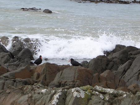 Schwarze Oystercatcher mit den charakteristischen Schnaebeln