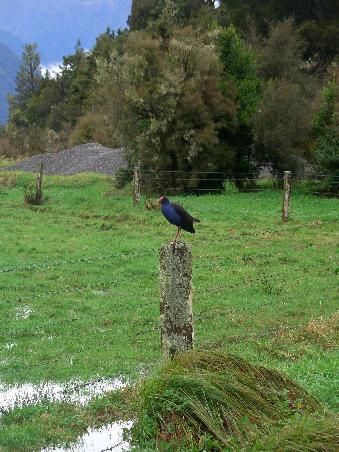 Ein Pukeko