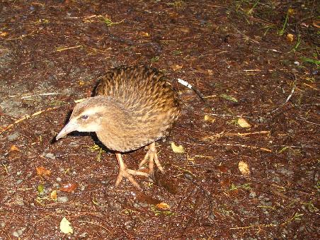 Der Weka wurde von den ersten Siedlern Buschhuhn genannt, ein sehr treffender Name.