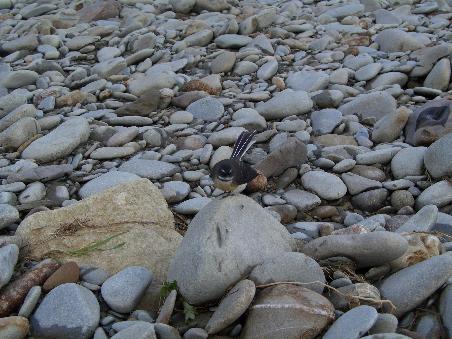 Der Fantail, zuerst ist er uns nicht ganz geheuer. Welcher normale Vogel fliegt schon wie irr um die Menschen, ohne Angst vor ihnen zu haben?