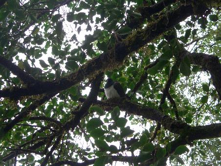 Eine Wood Pidgeon