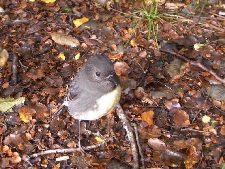 Der South Island Robin
