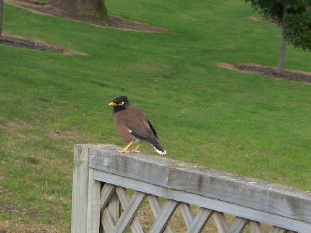 Ein Common Mynah in Napier