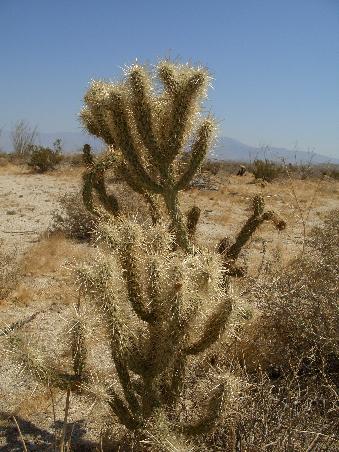 Kaktus in der Anza-Borrego Wueste