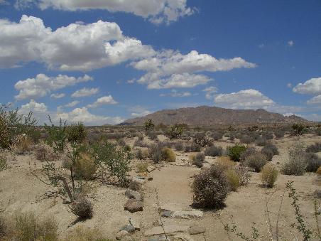 Blick auf den Joshua Tree National Park in der Naehe von Cottonwood