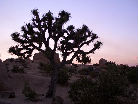 Ein Joshua Tree im Abendrot. Der Name entstand, weil die Baeume so aussehen, als wuerden sie die Arme zum Gebet gen Himmel strecken.