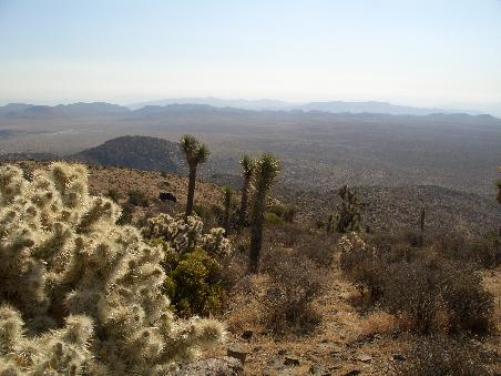 Karge Landschaft mit Kakteen und Joshua Trees.