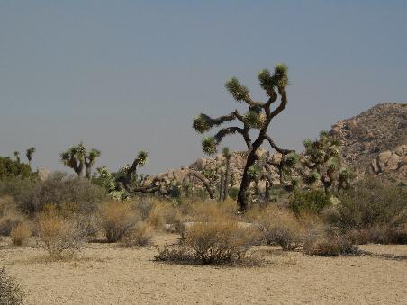 Und noch mal ein Joshua Tree-Wuestenfoto