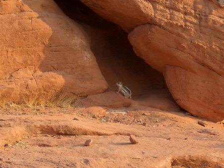 Putzige Squirrels, die schon so zutraulich sind, dass sie fast aus der Hand fressen - wobei Tiere fuettern verboten ist.