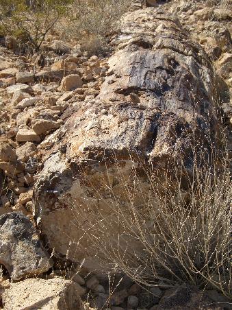 Ein petrified Log, ein versteinerter Baumstamm