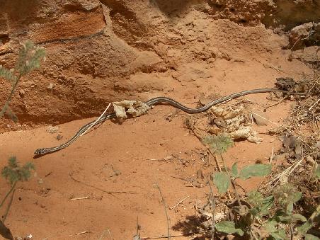 Vermutlich eine Eastern Gibbon Gartner Snake