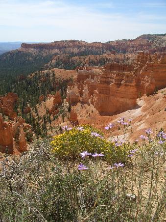 Blumen vorm Bryce Canyon