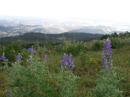 Lupinen vor gigantischer Aussicht