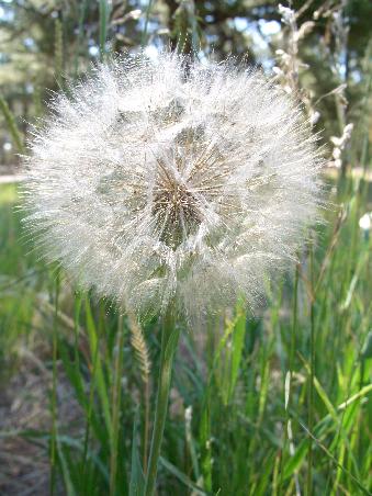 Eine wunderschoene Pusteblume, wobei es sich bei der Pflanze nicht um Loewenzahn handelt, so wie wir ihn kennen.