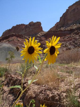 Sonnenblumen an der Scenic Road