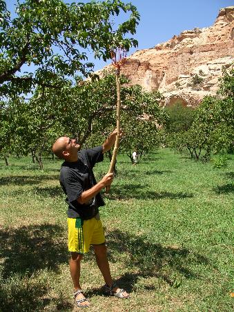 Daniel mit der Obstkralle beim Pfirsichpfluecken