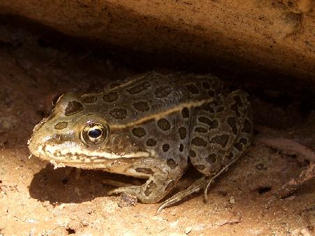 Der Leopard Frog, der natuerlich wegen seiner Punkte am Koerper so genannt wird.