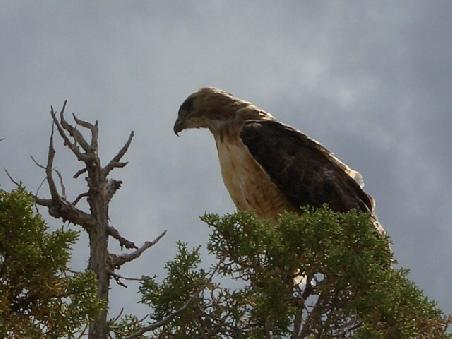 Ein Raubvogel kreuzt unseren Weg.
