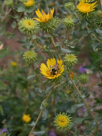 Bienen laben sich an den vielen Blumen, die hier in allen Farben wachsen.