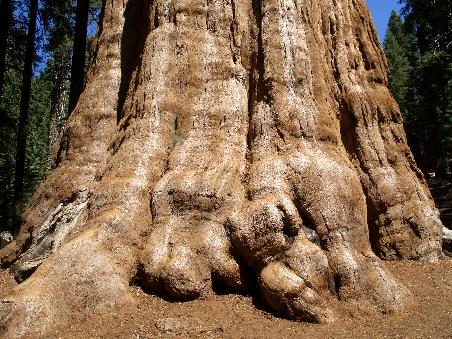 Die riesigen Sequoias sind das Markenzeichen des Nationalparks