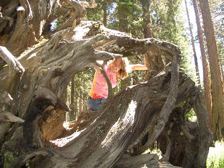 Hanni im Wurzelwerk eines umgestuerzten Sequoias