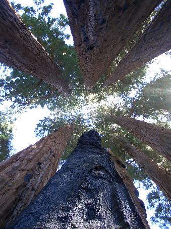 Sooo hoch sind sie, die wunderschoenen Sequoias