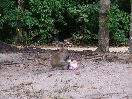 Dieser fette Affe hat uns mitten am Strand hinter unserem Ruecken unser Brot geklaut. Und dann war er auch noch so dreist die Rinde nicht zu essen.