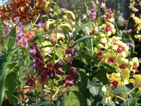 Unzaehlig viele verschiedene Orchideenarten erwarten uns.
