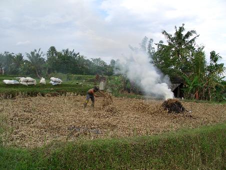 Balinese bei der Arbeit. Vor zwei Wochen wurde der Reis geerntet.
