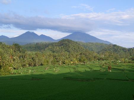 Reisfelder, im Hintergrund Balis Berge