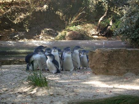 Diese Pinguine haben wir im Zoo fotografiert. Das sind die gleichen, wie wir sie auf Phillip Island sahen.