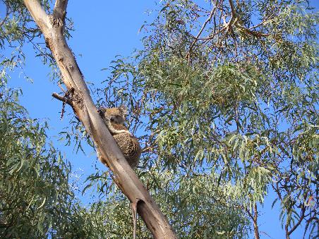 Freundlich zwinkert uns der Koala vom Baum aus zu
