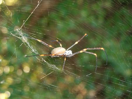 schoene Spinne am Wegesrand