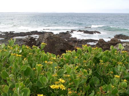 Die rauhen Klippen von Port Macquarie