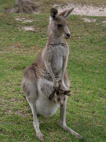 Diese suessen Kaenguruhs stehen im Nationalpark an jeder Ecke und lassen sich von den Touristen kaum stoeren.