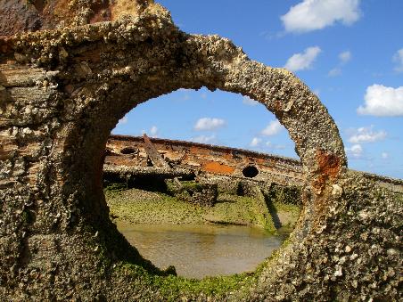 Muscheln haben das Wreck als Lebensraum entdeckt