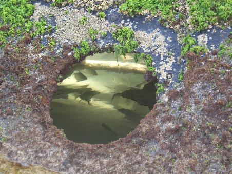 Fische schwimmen im rostigen Inneren, dort sind sie sicher.