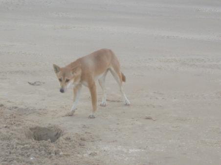 Wir haben sogar das Glueck einem Dingo zu begegnen. Das Fuettern der Tiere wird mit einer hohen Geldsumme bestraft.