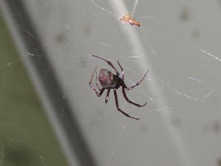 Eine Redback, ein Maennchen, dessen Biss nicht toedlich ist. Der Biss eines Weibchens hingegen fuehrt zu Fieber, Laehmungen und kann auch toedlich enden.