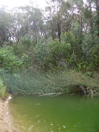 Ganz gruenes Wasser