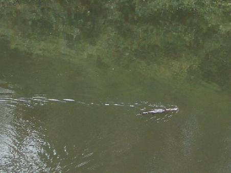 Der Platypus ist eine Mischung aus Saeugetier und Reptil: Er legt Eier, saeugt aber die Jungen nachdem sie geschluepft sind.
