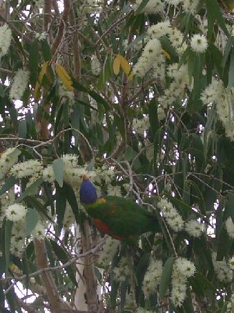 ...und die farbigen Papageien auf unserem Weg durch Airlie Beach.