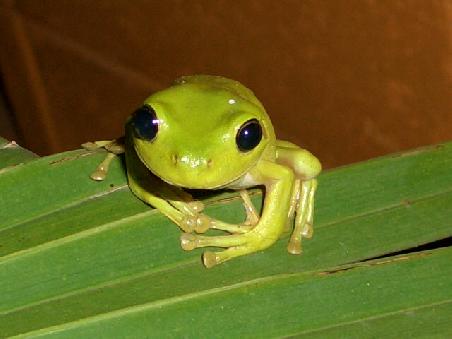 Der Greentree Frog leistet uns beim Waescheaufhaengen Gesellschaft.