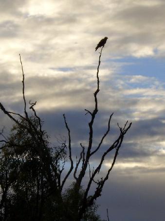 An den Kadavern der totgefahrenen Kaenguruhs oder auf den Baeumen sitzen die (Whistling) Kites, die bei uns Milane heissen.