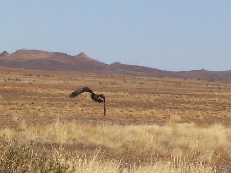 Im Outback sehen wir nun auch Adler die sich an den toten Kaenguruhs satt fressen