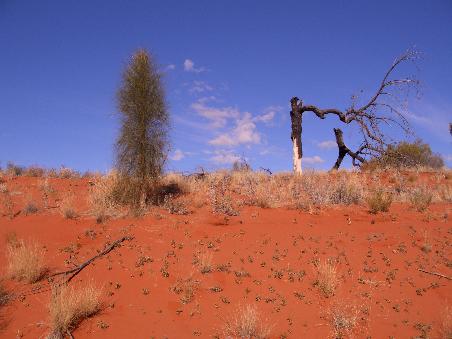 Typische Landschaft im Outback des Northern Territory