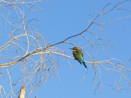 Ein Beeeater