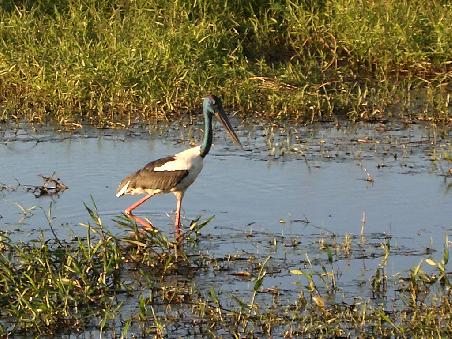Der black necked stork oder Jabiru