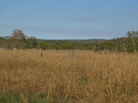 Die Magnetic Termit Mounds im Litchfield Nationalpark